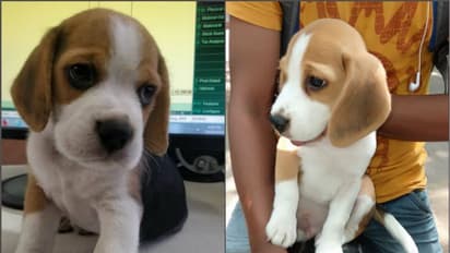 অপহরণকাণ্ডে নাম জড়াল জোমাটোর, কুকুর চুরি করে পলাতক ডেলিভারি বয়