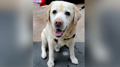 ಮಾಲೀಕನ ಜೊತೆ ನಾಯಿಯನ್ನು ಅರೆಸ್ಟ್ ಮಾಡಿದ ಪೊಲೀಸ್; ಕಾರಣ ಕೊರೋನಾ ರೂಲ್ಸ್!