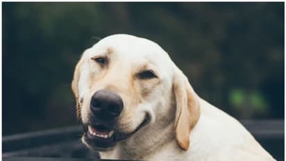 വളര്ത്തു പട്ടിയുടെ വെടിയേറ്റു; യുവതി ആശുപത്രിയില്