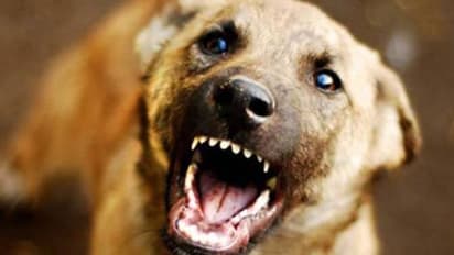 ಕೊಪ್ಪಳದಲ್ಲಿ ಸಿಕ್ಕ ಸಿಕ್ಕವರನ್ನು ಕಚ್ಚುತ್ತಿದೆ ಹುಚ್ಚು ನಾಯಿ: ಬೆಚ್ಚಿಬಿದ್ದ ಜನತೆ