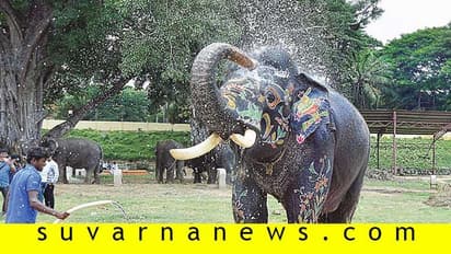 ತೂಕ ಹೆಚ್ಚಿಸಿಕೊಂಡ ದಸರಾ ಆನೆಗಳು!