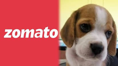 Pune: Zomato delivery man steals Beagle dog, food delivery company asks for details
