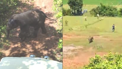 হাতির পাল তাড়াতে গিয়ে দলছাড়া শাবক, শাবকের তাড়ায় নাজেহাল বনকর্মীরা