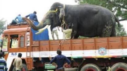 ನಾಡಿನಿಂದ ಮತ್ತೆ ಕಾಡಿಗೆ, ಲಾರಿ ಹತ್ತಿ ಹೊರಟ 10 ಆನೆಗಳು