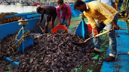 ಮಂಗಳೂರು: ಈ ಮೀನಿಗೂ, ಕಾರ್ಗಿಲ್‌ ಯುದ್ಧಕ್ಕೂ ಇದೆ ಸಂಬಂಧ!