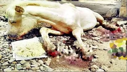 20 दिन तक दाना-पानी छोड़कर तड़पती रही घोड़ी, काट लिए गए थे चारों पैर