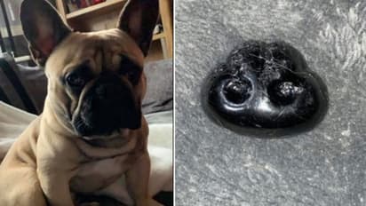 'പട്ടിക്കുട്ടിയുടെ മൂക്ക് മുറിഞ്ഞ് തറയിലേക്ക് വീണു'; വൈറലായി യുവതിയുടെ കുറിപ്പ്