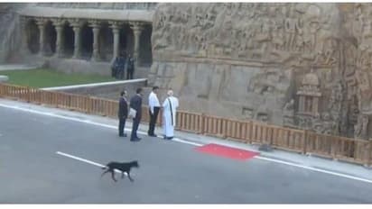 மோடி - ஜின்பிங் சந்திப்பின்போது புகுந்த நாய்... அதிர்ச்சியில் உறைந்த அதிகாரிகள்!