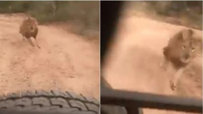 വിനോദ സഞ്ചാരികളുടെ വാഹനത്തിന് പിന്നാലെ പാഞ്ഞടുക്കുന്ന സിംഹം; വീഡിയോ