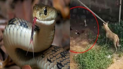 పాపం శునకం.. తల్లి చూస్తుండాగానే ప్రాణాలు తీసిన..