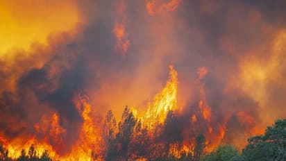 அமெரிக்காவில் பயங்கரம்...!! கோடிக் கணக்கான மரங்கள் தீயில் கருகி சாம்பல்...!! ஒரு லட்சம் பேர் நிலை பரிதாபம்...!!