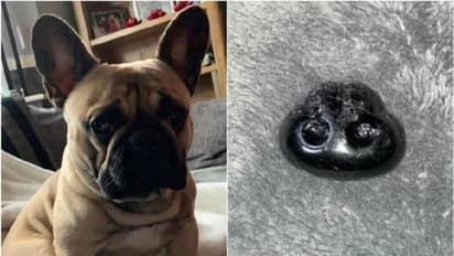 ನೆಲದ ಮೇಲೆ ಬಿದ್ದಿತ್ತು ನಾಯಿ ಮೂಗು, ಎತ್ತಿಕೊಂಡ ಮಹಿಳೆಗೆ ಶಾಕ್: FB ಪೋಸ್ಟ್ ವೈರಲ್