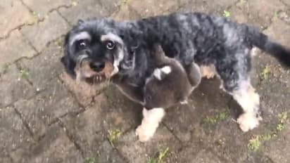 ಬಡ್ಡೆತದೆ ಬುಡ್ಲಾ: ಅವ್ವಾ...! ಎಂದು ನಾಯಿ ಮಡಿಲಿಗೆ ಜಿಗಿದ ಬೇಬಿ ಕೋಲ!