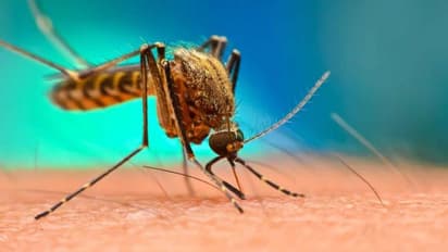 ಅಥಣಿಯಲ್ಲಿ ಹೆಚ್ಚಿದ ಡೆಂಘೀ ಭೀತಿ: ಇದ್ದು ಇಲ್ಲದಂತಾದ ಸರ್ಕಾರಿ ಆಸ್ಪತ್ರೆ