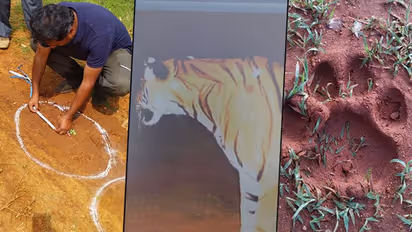 Terrorising tiger finally netted; what more needs to be done to minimise man-animal conflict