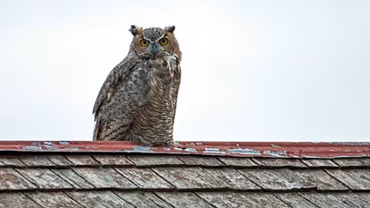 ಬೆಕ್ಕಷ್ಟೇ ಅಲ್ಲ, ಈ ಪ್ರಾಣಿಗಳು ಅಡ್ಡಬಂದರೂ ಅಪಶಕುನ!