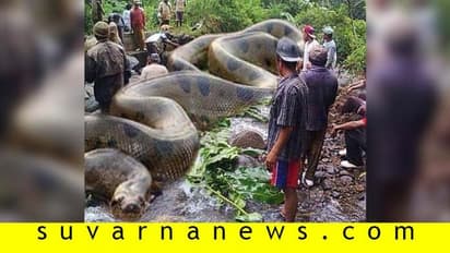 Fact Check: ಅಮೆಜಾನ್ ಕಾಡಲ್ಲಿ 134 ಅಡಿ ಉದ್ದದ ಹಾವು ಪತ್ತೆ?