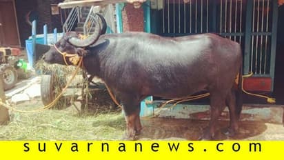 ನಾಪತ್ತೆಯಾದ ದೇವರ ಕೋಣ 2 ವರ್ಷದ ಬಳಿಕ ಒಲಿದಿದ್ಯಾರಿಗೆ ?