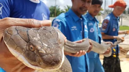 13 അടി നീളം, 15 കിലോ ഭാരം; ഓവുചാലില് കുടുങ്ങിയ രാജവെമ്പാലയെ പുറത്തെടുക്കുന്ന വീഡിയോ...