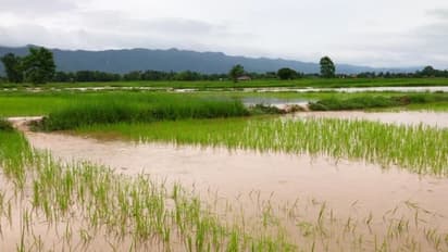 Karnataka Rains: ಮತ್ತೆ ಅಬ್ಬರಿಸಿದ ವರುಣ: ಅಳಿದುಳಿದ ಬತ್ತವೂ ನಾಶ, ಕಂಗಾಲಾದ ರೈತ..!