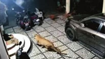 ಮಂಡ್ಯ: ಮನೆಗೆ ನುಗ್ಗಿ ನಾಯಿ ಹೊತ್ತೊಯ್ದ ಚಿರತೆ