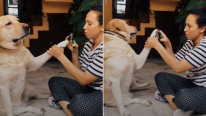 നഖം വെട്ടുന്നത് ഒഴിവാക്കാന് എന്തെല്ലാം 'ഡ്രാമ'; വൈറലായി വീണ്ടും വീഡിയോ...