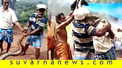 ಹಿಡಿಯಲು ಹೋದ ಕಾರ್ಮಿಕನ ಕೊರಳಿಗೆ ಸುತ್ತಿಕೊಂಡ ಹೆಬ್ಬಾವು!