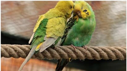 പതിമൂന്ന് തത്തകളെ ദില്ലി കോടതിയില്‍ ഹാജരാക്കി; സംഭവം ഇങ്ങനെ