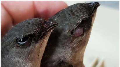 ദേശാടനപ്പക്ഷികള് കെട്ടിടത്തിനുള്ളില് കുടുങ്ങി ചത്തു