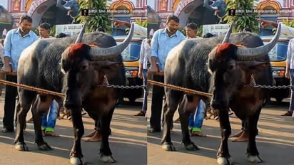 ಮಾಲಿಕತ್ವಕ್ಕೆ ಎರಡು ಗ್ರಾಮಗಳ ಜಿದ್ದಾಜಿದ್ದಿ, ದೇವರಿಗೆ ಬಿಟ್ಟ ಕೋಣಕ್ಕೂ ಡಿಎನ್‌ಎ ಪರೀಕ್ಷೆ