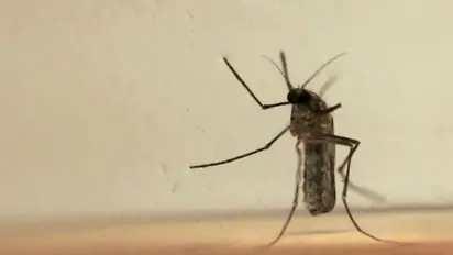 പൂ പറിക്കും പോലെ മനുഷ്യരുടെ ജീവനെടുത്ത് 'കില്ലര്‍' കൊതുക്; മരിച്ചത് 14 പേര്‍