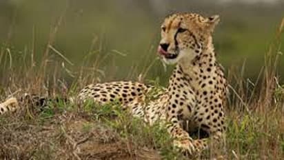 PM Narendra Modi Birthday: ಮೋದಿ ಜನ್ಮದಿನದಂದೇ ಭಾರತಕ್ಕೆ ಆಫ್ರಿಕಾ ಚೀತಾ