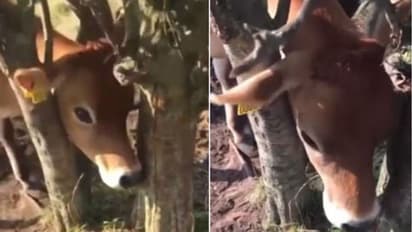 രണ്ട് മരങ്ങള്ക്കിടയില് തല കുടുങ്ങി പശു; ഒടുവില് രക്ഷ!