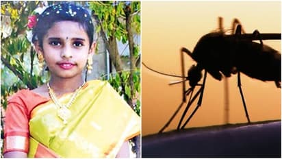 குழந்தைகளை குறிவைக்கும் டெங்கு காய்ச்சல்..! கோவையில் 10 வயது சிறுமி பலி..!