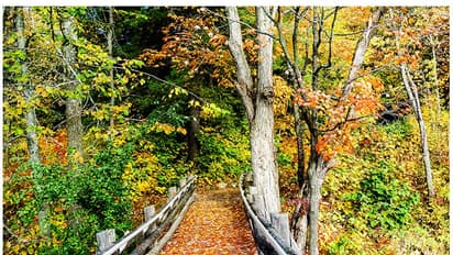 നിറങ്ങളില്‍ മുങ്ങി, ചിത്രം പോലെയൊരു കാട്