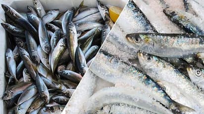 ಸಮುದ್ರ ತೀರದಲ್ಲೇ ಮೀನಿನ ಖಾದ್ಯಕ್ಕೆ ಬರ : ಕಾರಣ..?