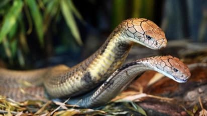 ಎಲ್ಲೆಲ್ಲಿ ಸುತ್ತಿದ್ರೂ ಮಲಗೋದಕ್ಕೆ ಮಾತ್ರ ಕಾಳಿಂಗಕ್ಕೆ ತನ್ನ ಮನೆಯೇ ಬೇಕು..!