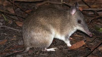 ಸಿಂದಗಿ: ಹೆಗ್ಗಣ ಕಚ್ಚಿ ಆರು ತಿಂಗಳ ಮಗು ಸಾವು