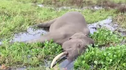 மின்சாரவேலியில் சிக்கி பரிதாபமாக உயிரிழந்த ஆண் யானை..! உணவு தேடி வயல்வெளிக்கு வந்த போது நிகழ்ந்த சோகம்..!