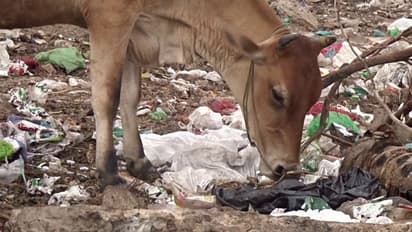 ಕರೆದರಷ್ಟೇ ಆದೀತೆ ಗೋಮಾತೆ ಎಂದು?: ಒದ್ದಾಡಿದ್ದಾಳೆ 52 ಕೆಜಿ ಪ್ಲ್ಯಾಸ್ಟಿಕ್ ತಿಂದು!