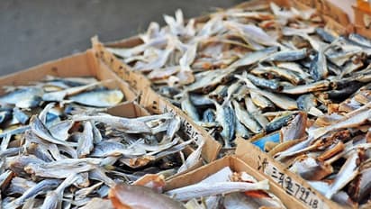 ಮೀನುಗಾರ ಮಹಿಳೆಯರಿಗೆ ಸರ್ಕಾರದಿಂದ ಬೈಕ್