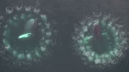 വല വിരിച്ച് ഇരകളെ വേട്ടയാടുന്ന തിമിംഗലങ്ങള്: ജന്തു ലോകത്തെ അത്ഭുത കാഴ്ച.!