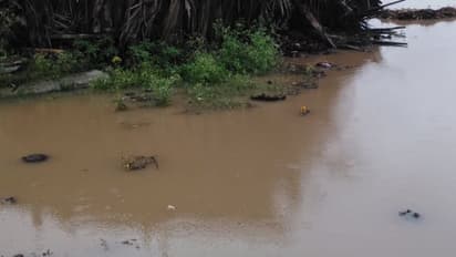 ಮಲೆನಾಡಲ್ಲೂ ಮತ್ತೆ ಮಳೆಯಬ್ಬರ : ಹೊಲಗದ್ದೆಗಳು ಜಲಾವೃತ