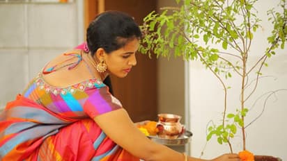 সঠিক নিয়ম মেনে বাড়িতে রাখুন তুলসী গাছ, সংসারে ফিরবে শান্তি সমৃদ্ধি