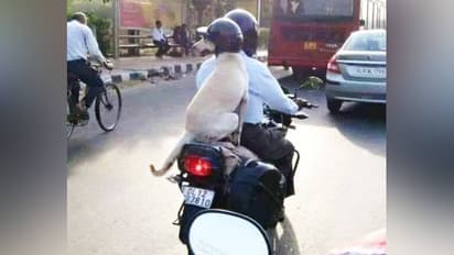 ಹೆಲ್ಮೆಟ್‌ ಧರಿಸಿ ದೆಹಲಿಗರ ಗಮನ ಸೆಳೆದ ಶ್ವಾನ!