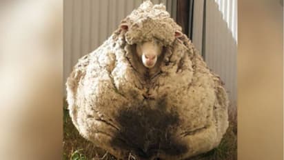 41 കിലോ രോമവുമായി വര്ഷങ്ങള്ക്ക് മുമ്പ് കണ്ടെത്തി; ലോകറെക്കോര്ഡ് നേടിയ ക്രിസിന് വിട!