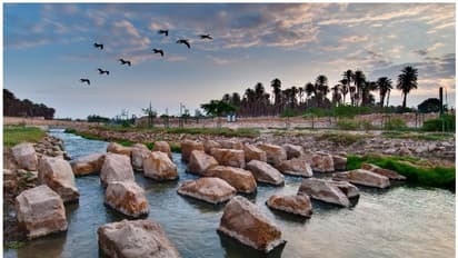 സൗദി അറേബ്യയെ 'പച്ചപിടിപ്പി'ക്കാന് അരക്കോടി വൃക്ഷത്തൈകള്