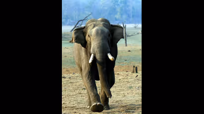 ಎಲ್ಲ ವಿಭಾಗದಲ್ಲೂ ಪ್ರಶಸ್ತಿ ಬಾಚಿಕೊಂಡ ಬಸವಣ್ಣ, ಒಂದೊಂದು ಪೋಟೋಗಳು ಕತೆ ಹೇಳ್ತವೆ!