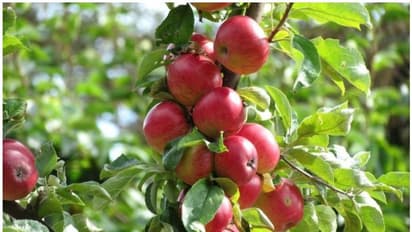 ഒമാന് വിപണിയില് ഇനി 'അതിമധുരം'; കശ്മീര് ആപ്പിള് നവംബര് മുതല് വില്പ്പനയ്ക്ക്
