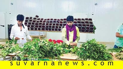 10 ಲಕ್ಷ ಸಂಬಳದ ಕೆಲಸ ಬಿಟ್ಟು ಗುಲಾಬಿ ಕೃಷಿಗಿಳಿದ ಇಂಜಿನಿಯರ್!